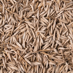 Semillas de Bambú, Materia Prima Natural para Plantación o Uso Herbal, Almacenamiento en Seco, 12 Meses de Vida Útil - Product Image 2