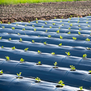 Film de paillage agricole perforé anti-UV, film de contrôle des adventices, couverture de sol en plastique noir/argenté pour <span class=keywords><strong>plantes</strong></span> - Product Image 3