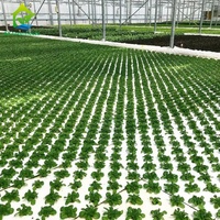 Système hydroponique de culture sans sol DWC pour serre, 1,7 m x 17 m de hauteur, pour la culture du chou, de la laitue et du céleri