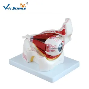 Medical Science Educational Model Human Anatomical Eye with Orbit for Enhanced Understanding of Medical Science