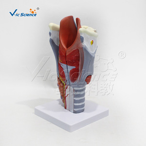 Modèle de larynx grossi 2 fois, 5 parties, aide pédagogique d'anatomie laryngée détachable, équipement pédagogique d'oto-rhino-laryngologie. - Product Image 4