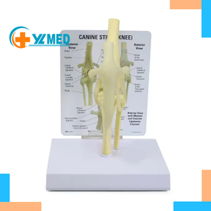 Modelo <span class=keywords><strong>de</strong></span> Hueso <span class=keywords><strong>de</strong></span> Perro, Simulación <span class=keywords><strong>de</strong></span> Material <span class=keywords><strong>de</strong></span> PVC, Articulación <span class=keywords><strong>de</strong></span> Rodilla <span class=keywords><strong>de</strong></span> Perro, Ligamento <span class=keywords><strong>de</strong></span> Flexión, Hueso <span class=keywords><strong>de</strong></span> Pierna, Adornos para Clínica Veterinaria - Product Image 1