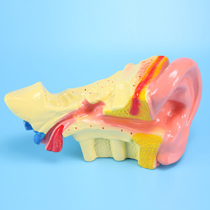 Modelo de anatomía del oído (ampliación 6x) J33212 Equipo para experimentos biológicos Instrumentos de enseñanza para escuelas secundarias - Product Image 2