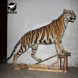 Modelo Animatrónico de Tigre Realista Hecho a Mano en Fábrica Original, Tamaño Personalizado, para Centro Comercial, Parque de Aventuras, Zoológico - Product Image 6