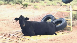 Poids lourds bovins route grille prix coûtant à vendre près <span class=keywords><strong>de</strong></span> <span class=keywords><strong>moi</strong></span> - Product Image 3