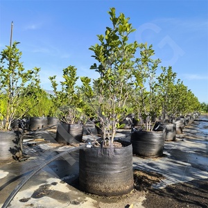 HOKBG sac de culture géotextile écologique de haute qualité grands arbres plantation 1000 litres sac géotextile tissé pp <span class=keywords><strong>pour</strong></span> arbres - Product Image 6