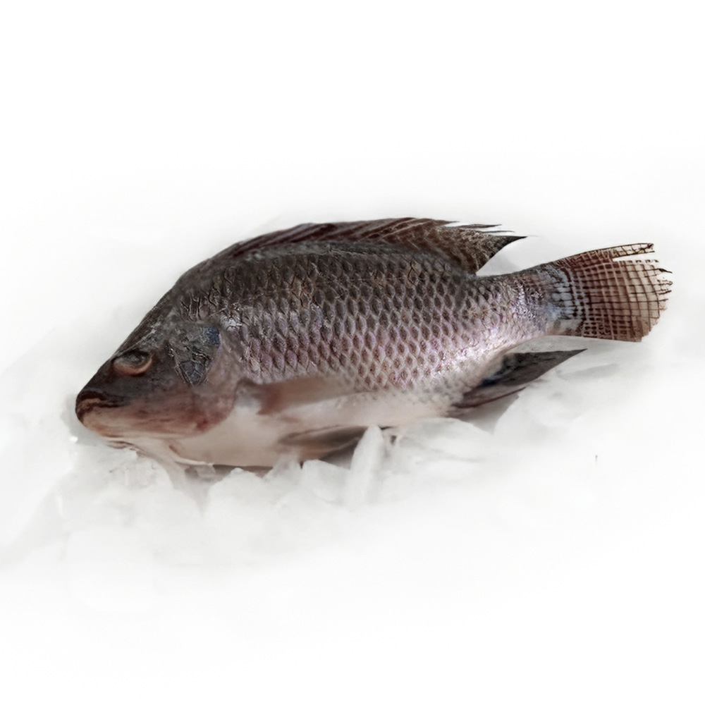 Qualité Premium tilapia 350 550g 550 750g pour les Professionnels