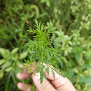 Qing <span class=keywords><strong>Hao</strong></span> Plantas secas silvestres naturales Hojas de Artemisia carvifolia hoja seca para la venta - Product Image 2