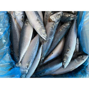 Caballa de pescado congelada Precio al por mayor 10kg Ctn Caballa congelada 300/500P Caballa del Pacífico - Product Image 1