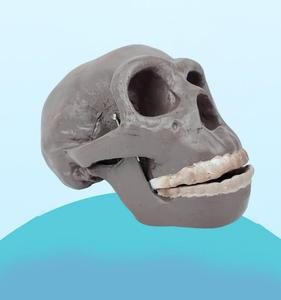 Modèle de crâne humain de Pékin - Modèle d'évolution humaine pour l'enseignement de l'anthropologie, l'exposition muséale et la recherche scientifique - Product Image 5