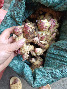 Jengibre vietnamita certificado HACCP para uso global en productos saludables de cocina y procesamiento de alimentos - Product Image 6