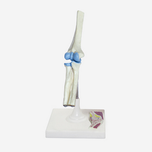 Gelsonlab HSBM-143 Atlas Sumbu dan Occipital Bone Model - Product Image 5