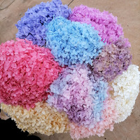 Dekorasi pernikahan bunga asli diawetkan Hydrangea asli obral Anna Hortensia