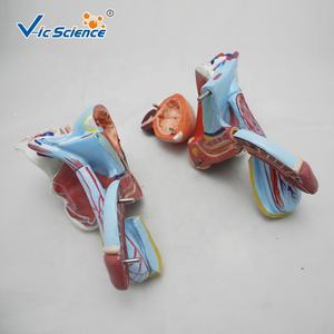 Modelo Avanzado de <span class=keywords><strong>Genitales</strong></span> Masculinos <span class=keywords><strong>Internos</strong></span> y Externos - Product Image 3