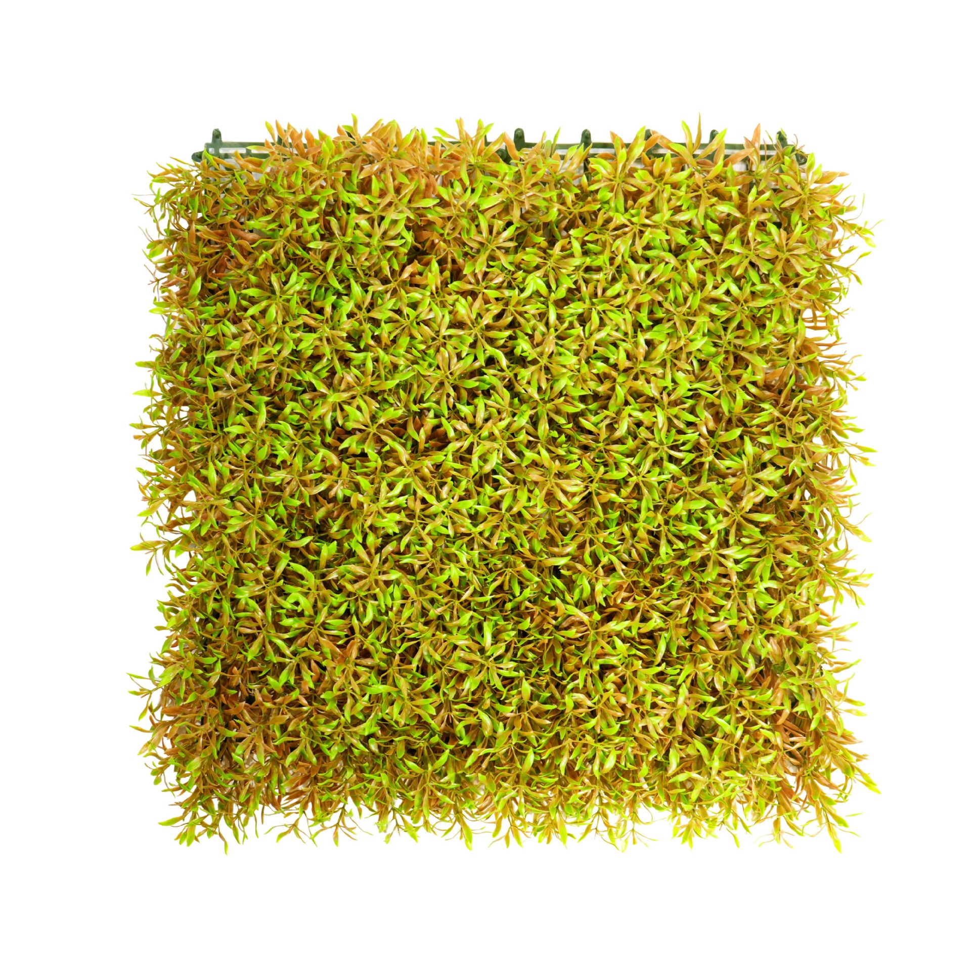 ลูกเดือยสีสันฤดูใบไม้ร่วง