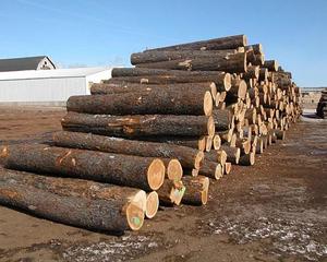 Good Quality Best Selling <strong>Birch</strong> <strong>Wood</strong> Lumber Firewood White <strong>Birch</strong> Hardwood <strong>Birch</strong> <strong>Wood</strong> Timber Furniture <strong>Plank</strong> <strong>Wood</strong> in Stock