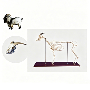 Modelo de <span class=keywords><strong>Esqueleto</strong></span> de <span class=keywords><strong>Cabra</strong></span> Anatómico de Tamaño Real, Especímen de Hueso de Cordero Realista para Educación Veterinaria y Ayuda en Anatomía para Acupuntura Médica - Product Image 1