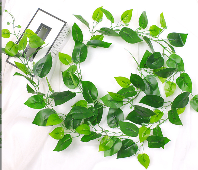 Hojas de Pothos