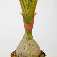 Palmier court et personnalisé, petites plantes en pot, pour décorer la maison et le bureau, 80x83cm