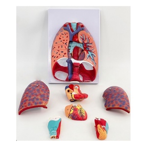 Modèle d'anatomie du système respiratoire-Structure du larynx, des poumons et du cœur avec indicateurs étiquetés pour l'enseignement médical et l'étude <span class=keywords><strong>clinique</strong></span> - Product Image 6