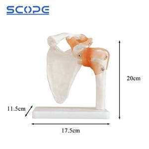 <span class=keywords><strong>Esqueleto</strong></span> <span class=keywords><strong>humano</strong></span> de tamaño real, ligamento articular del <span class=keywords><strong>hombro</strong></span>, modelo anatómico del <span class=keywords><strong>esqueleto</strong></span> de la articulación del <span class=keywords><strong>hombro</strong></span> - Product Image 2