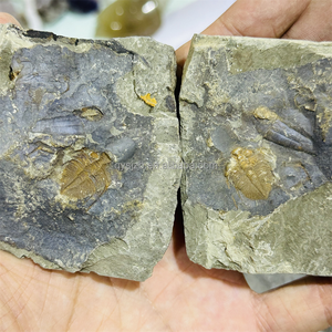 Un Par de Fósiles de Trilobites Coronocephalus, Especímenes Marinos del Silurio para Investigación Geológica, Exhibición Paleontológica de Escritorio - Product Image 5
