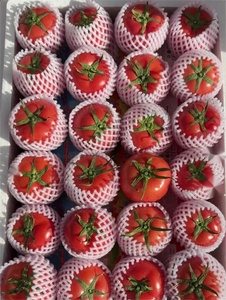 Pomodoro dolce fresco fresco pomodoro cinese nuovo raccolto - Product Image 5