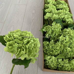 B-729 <span class=keywords><strong>Comprar</strong></span> al por Mayor Decoración para el Hogar, Hortensia Verde Artificial, Flores de Tacto Natural, Tallo Único, Rama Larga, Hortensia de Látex - Product Image 2