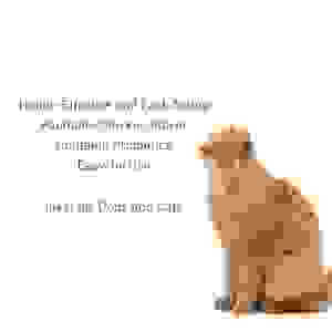 La pommade orale OEM ODM pour chien de <span class=keywords><strong>chat</strong></span> aide à soulager la diarrhée occasionnelle chez les chats et les chiens. Contient 30cc de probiotiques. - Product Image 4