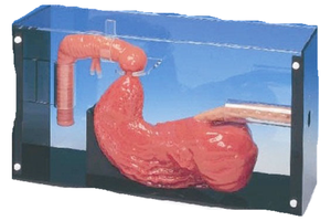 Duodenoskop ERCP Tıbbi Eğitim Modeli Gastrointestinal Anatomi Simülatörü Öğretim İçin ADA BIX-LV43 Tıp Bilimi - Product Image 2