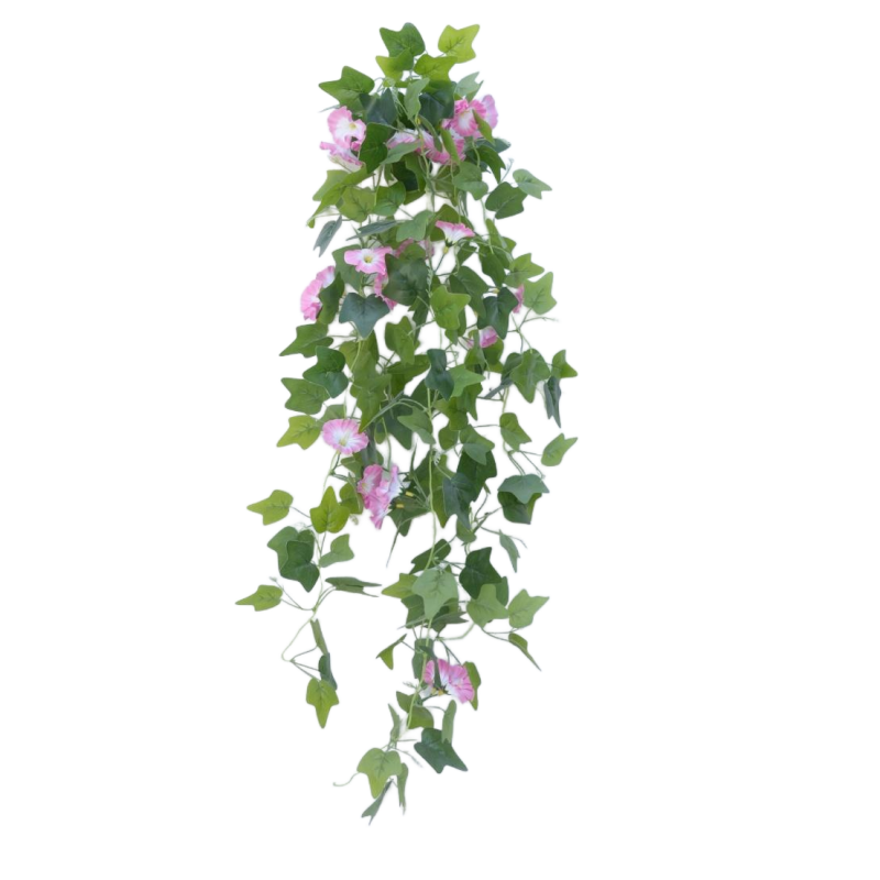 Gloire du matin (rose clair)