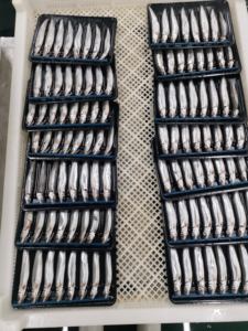 <span class=keywords><strong>Poisson</strong></span> capelin congelé - Product Image 4