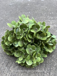 Hortensia vert doux fausses fleurs de mariage faites à la main hortensia unique & Bundle pour les occasions Pâques fête des mères nouvel an chinois - Product Image 5