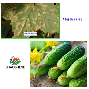 <span class=keywords><strong>Fongicide</strong></span> multi-site protecteur pour la gestion de la résistance, fournisseur chinois d'oxine-cuivre SC pour les raisins - Product Image 5
