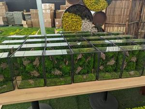 Kunden spezifische konservierte Moos terrarien Grüne Moos pflanzen <span class=keywords><strong>Terrarium</strong></span> Geometrische Zimmer pflanze Glas <span class=keywords><strong>terrarium</strong></span> Natürliches Moos - Product Image 6