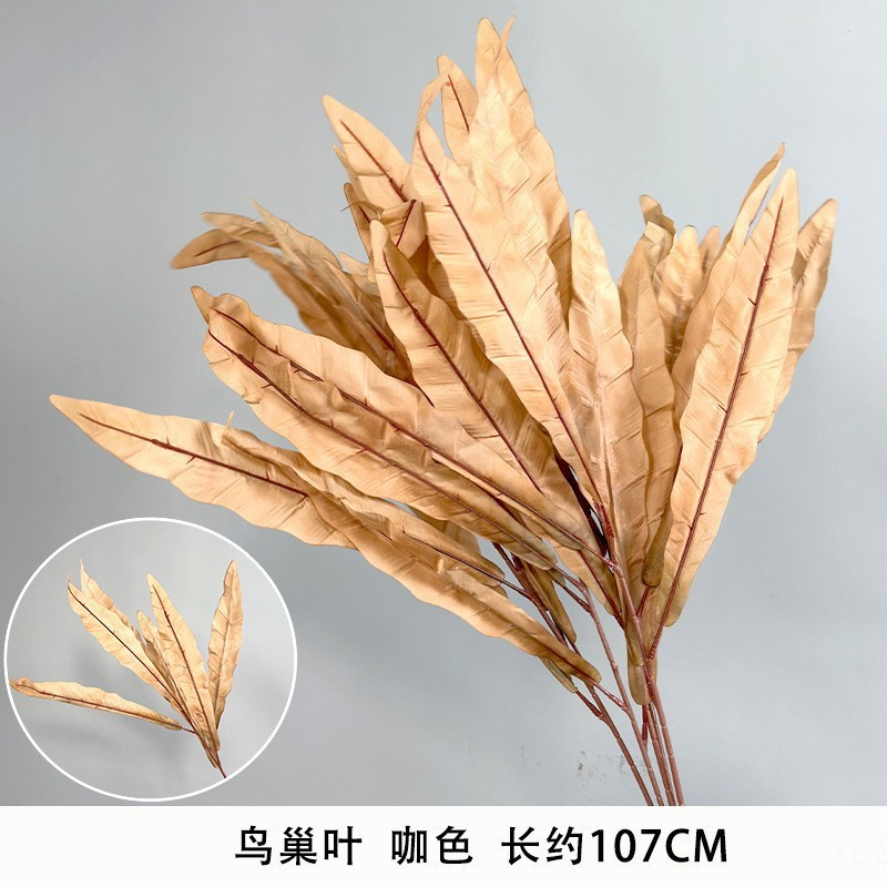 Hoja de nido de pájaro, marrón