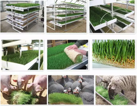 Récipient automatique de germes de fourrage pour animaux 1500KG par jour/système de culture d'orge hydroponique avec plateaux verts