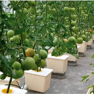 2022 высокое качество, профессиональное голландское ведро, Бато, горшок, гидропонная система для выращивания помидоров, огуречного перца