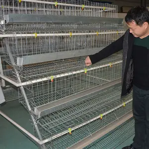 Desain Tipe 4 Tingkat 128 160 Burung Ayam Peletak Telur Baterai Peternakan Unggas Lapisan Ayam Kandang untuk Dijual Di Israel