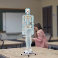 3D Taille Naturelle 176cm Squelette Modèle Corps Humain Entier Os Science Médicale Équipement Éducatif FRT001
