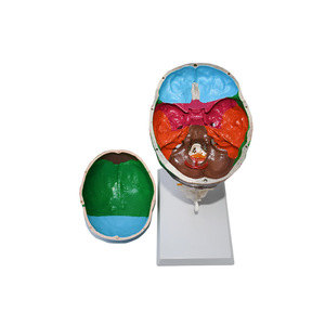 Modelo anatómico del <span class=keywords><strong>esqueleto</strong></span> de la anatomía humana <span class=keywords><strong>con</strong></span> la vértebra cervical coloreada de los <span class=keywords><strong>huesos</strong></span> - Product Image 6