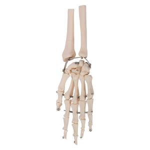 Palmknochen-Skelettmodell – Medizinische Wissenschaft GD/A11126 - Product Image 1