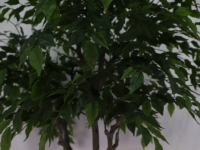 Künstlicher 2-Zweig Ficus-Baum mit Dicken Stielen aus Kunststoff mit Echtem Aussehen für Innenräume, Bonsai-Baum zur Gartendekoration