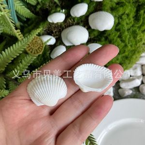 La FÁBRICA DE Beimei suministra caracolas naturales, conchas blancas, almejas peludas, peceras, acuarios, artículos decorativos y murciélagos artesanales - Product Image 3