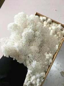 Wholesale Natural Stabilized Decorative Preserved <strong>Moss</strong> Natural Green Plants Preserved <strong>Moss</strong> for Decorative - Product Image 4