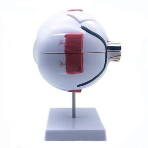 GelsonLab-HSBM-186 de biología 6 veces, modelo ojo humano gigante, modelo ojo humano, anatomía para la enseñanza de la ciencia, modelo médico - Product Image 6