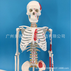 Modèle de squelette humain, 85 cm, avec moitié du modèle musculaire coloré, incluant les points d'origine et d'insertion des muscles, intervertébraux - Product Image 3