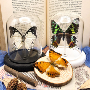 Wholesale Butterfly Specimen LED Lights Clear Glass Display Dome Wood Base Home Decoration Customizable Color Animal Style