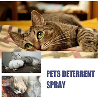 Spray Répulsif Naturel Anti-Rayures pour Animaux de Compagnie à l'Extrait de Menthe 50ml – Protection Canapé et Meubles, Prévention des Morsures pour Chiens et Chats, Sûr, Durée 3 Ans