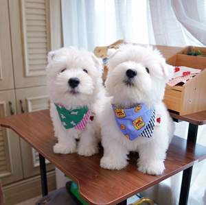 Babador Ajustável com Estampa de Animais de Estimação, Acessórios para Cães, Roupas para Gatos e Cães, Acessórios para Festa de Aniversário - Product Image 6